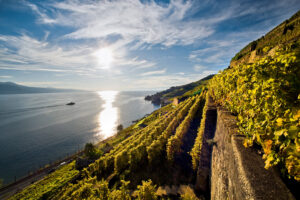 Lavaux: terraços verdes, vinhos brancos e lago azul