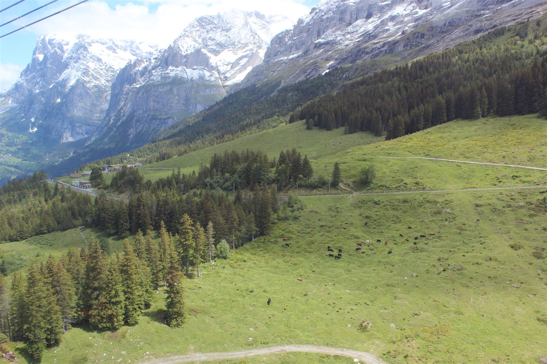 Encosta alpina verde com vacas pastando e o Eiger nevado ao fundo, vista do alto em Grindelwald