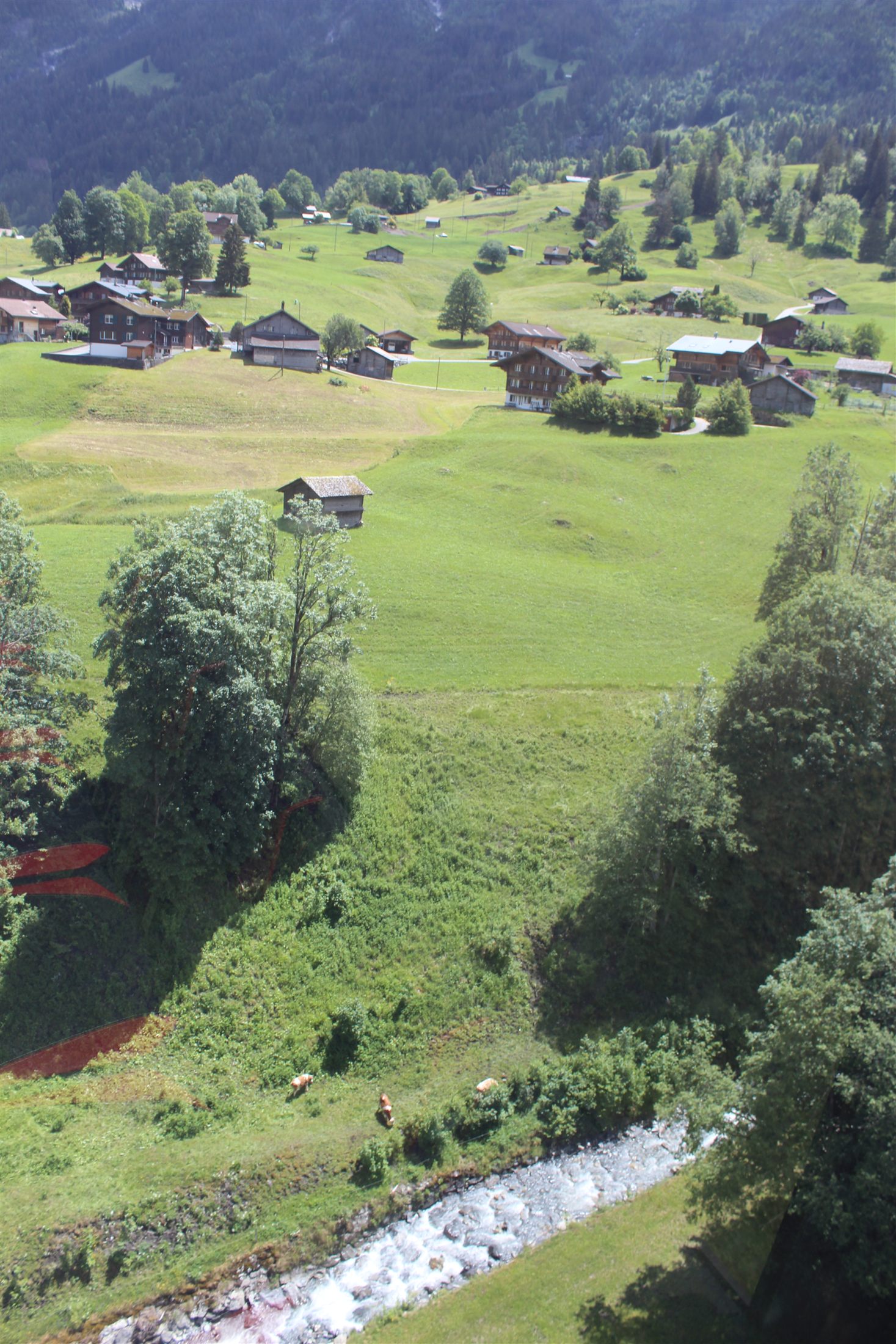 Vacas pastando no vale glacial de Grindelwald