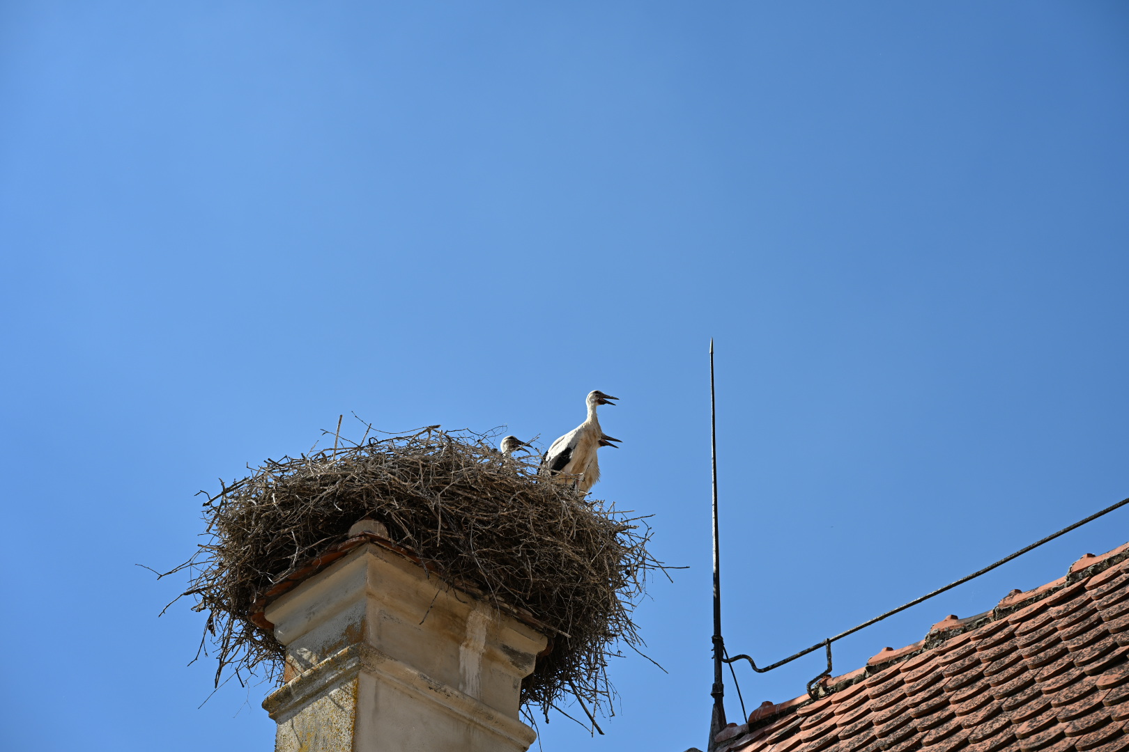 Cegonhas aninhadas numa chaminé do Schloss Hürbel