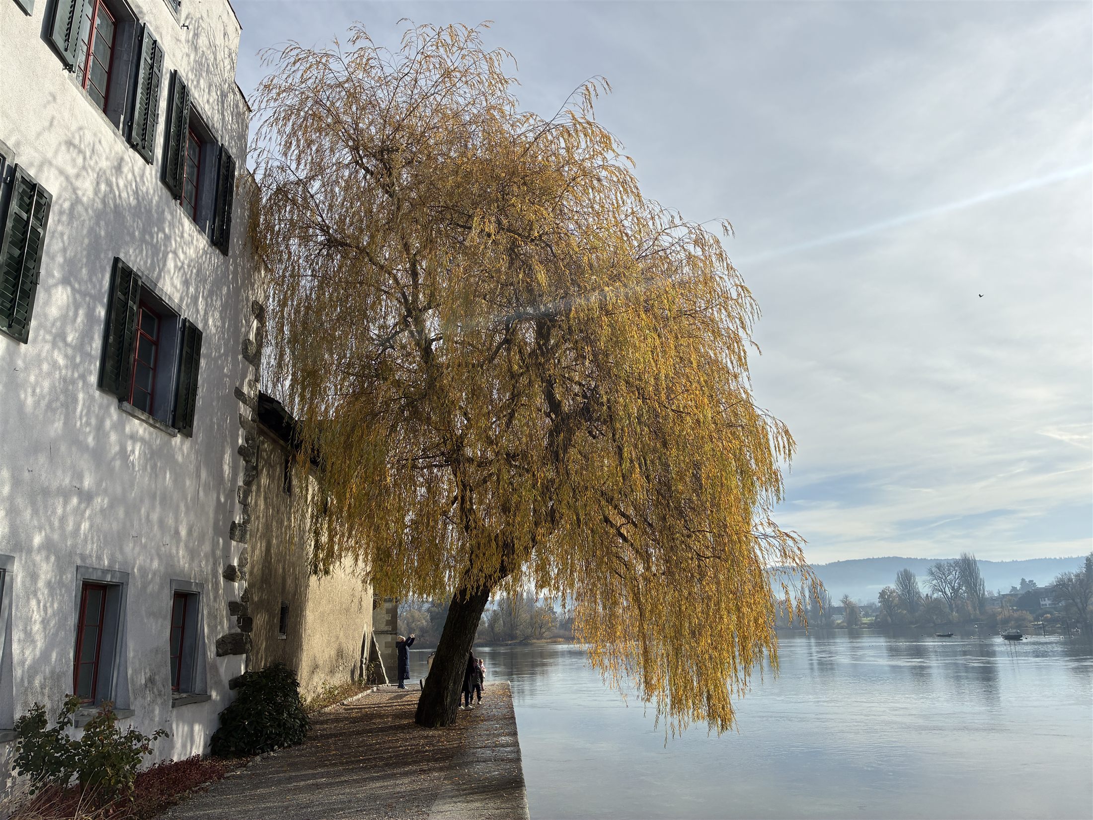 Stein am Rhein, cidade medieval à beira do Reno, com um salgueiro dourado de outono