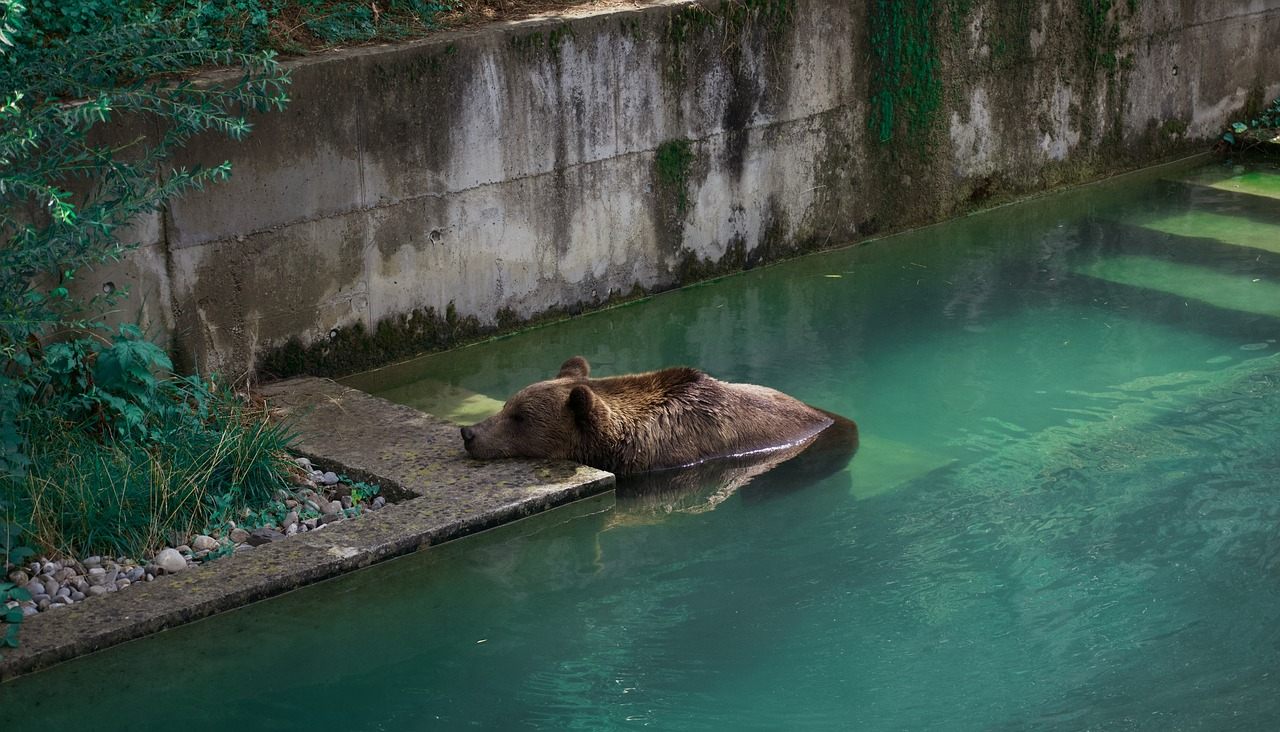 Urso-pardo no BärenPark de Berna, às margens do rio Aare, com a cidade velha ao fundo