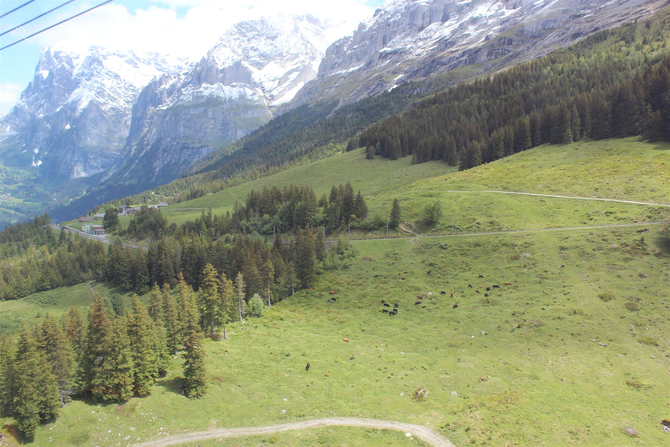 Vale de Grindelwald com chalés alpinos, vacas e o Eiger ao fundo