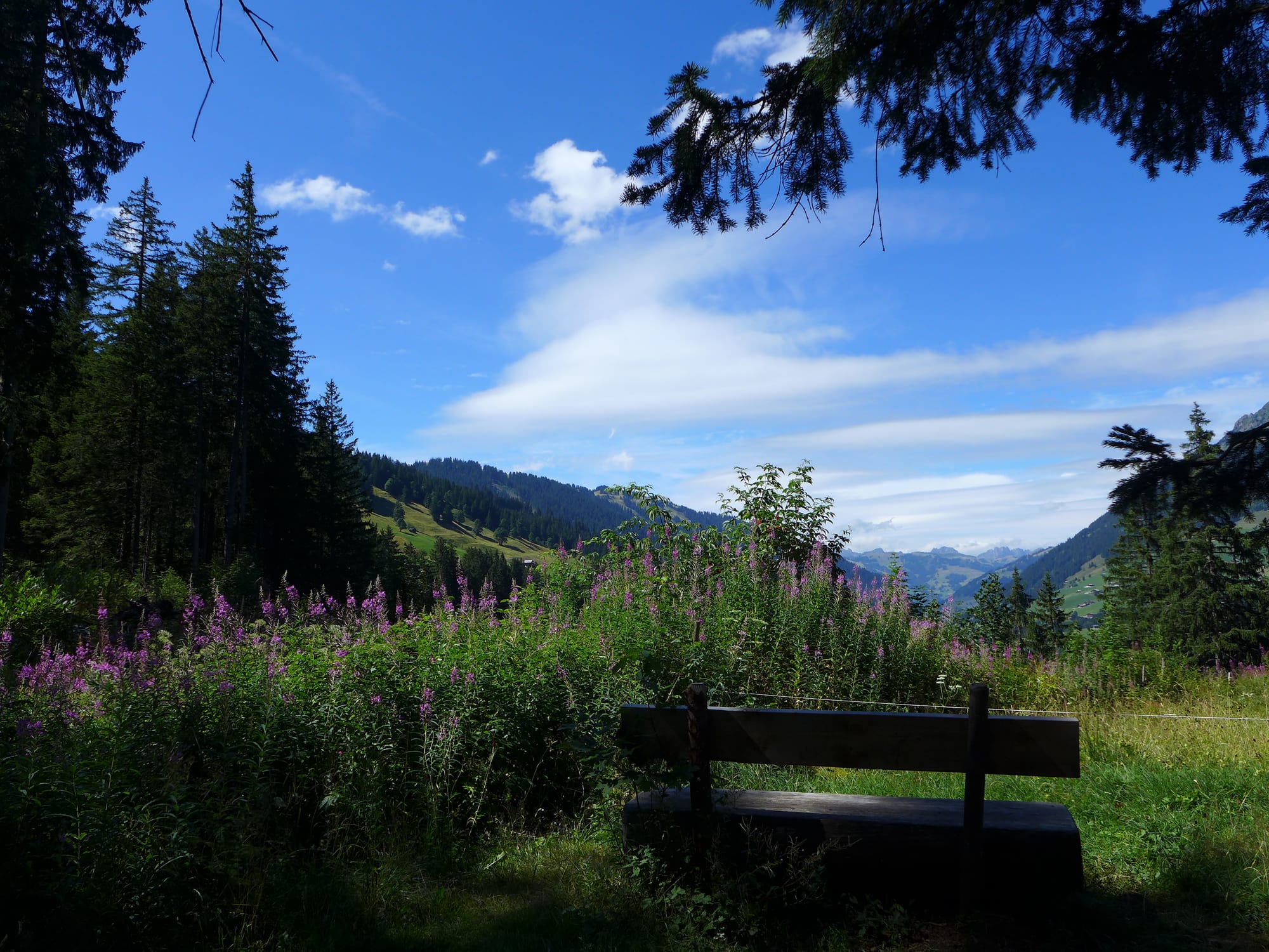 Pastagem com flores silvestres e um banco de madeira junto ao Lauenensee, no vale de Lauenen, perto de Gstaad, no verao