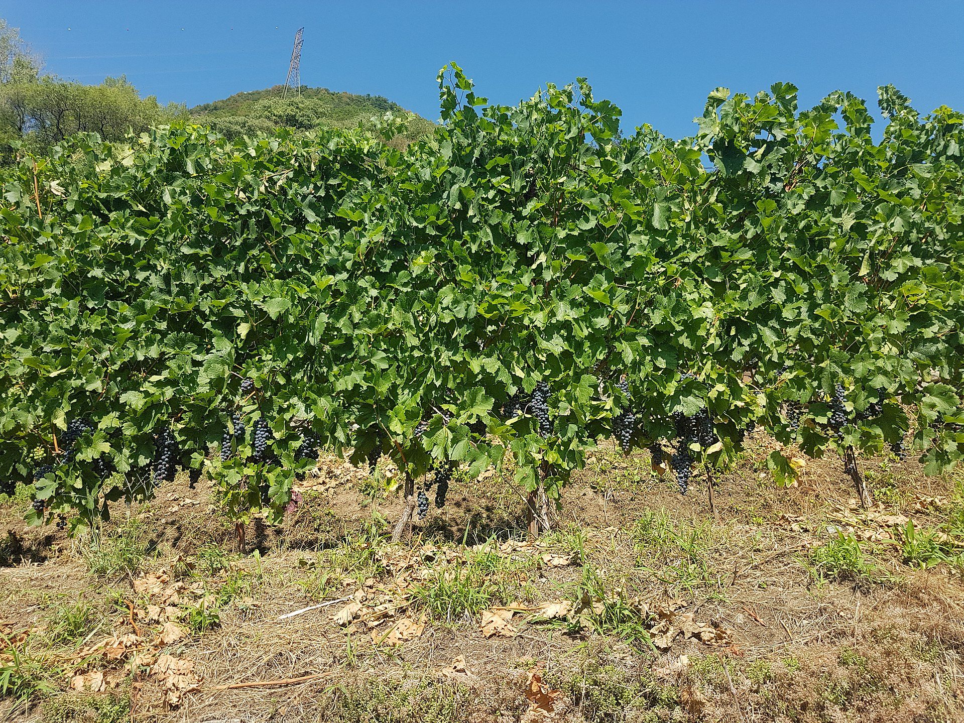 Valtellina e norte da Itália, extensão natural do Bernina Express depois de Tirano com vinhos e gastronomia lombarda