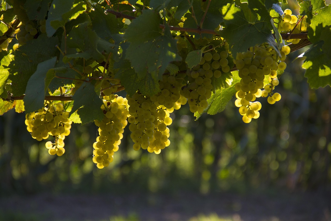Uvas Chasselas douradas maduras na videira, na época da vindima em Lavaux