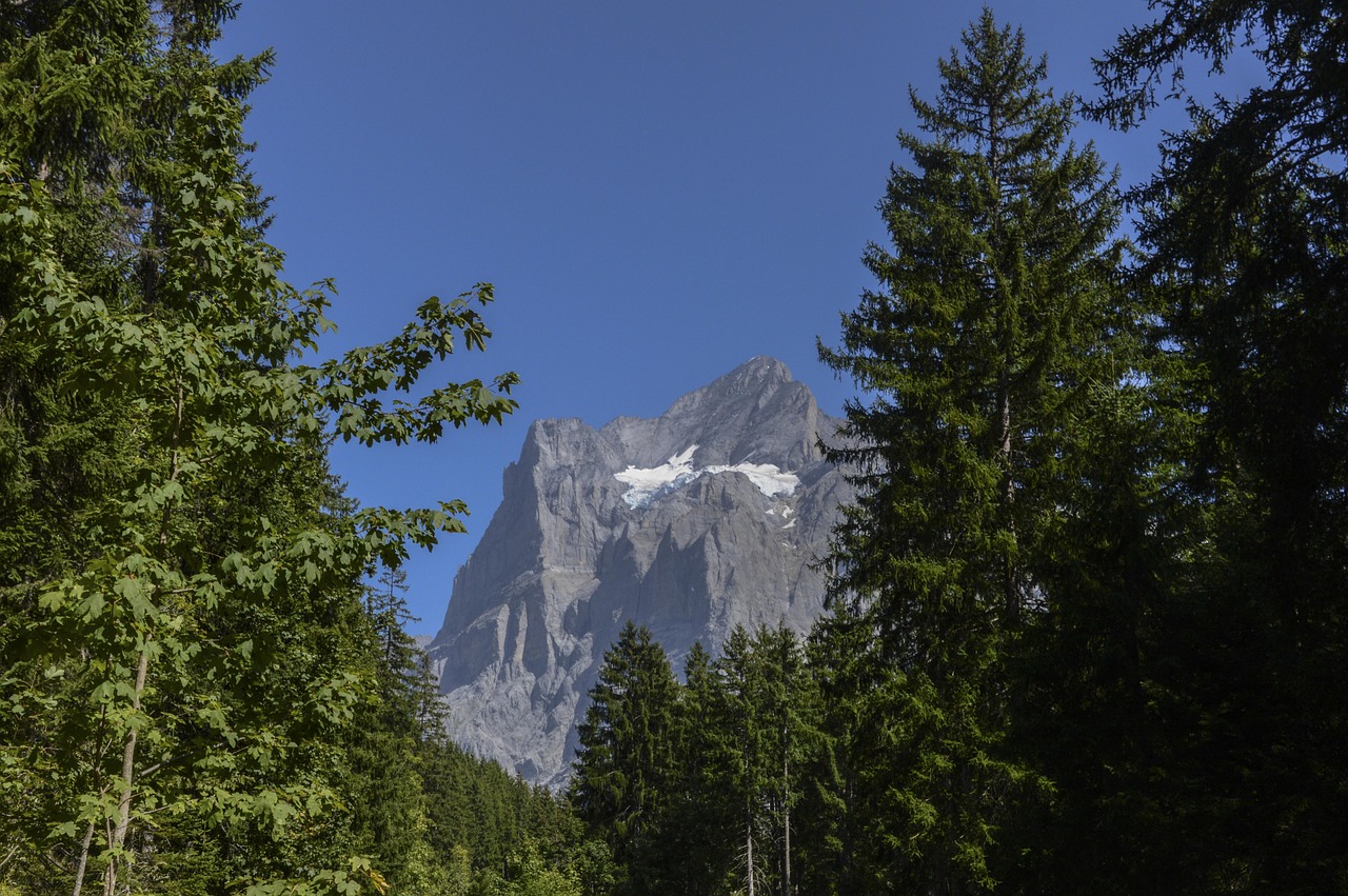 Pico alpino na região de Grindelwald, no Oberland bernês, emoldurado por floresta de coníferas sob céu de verão