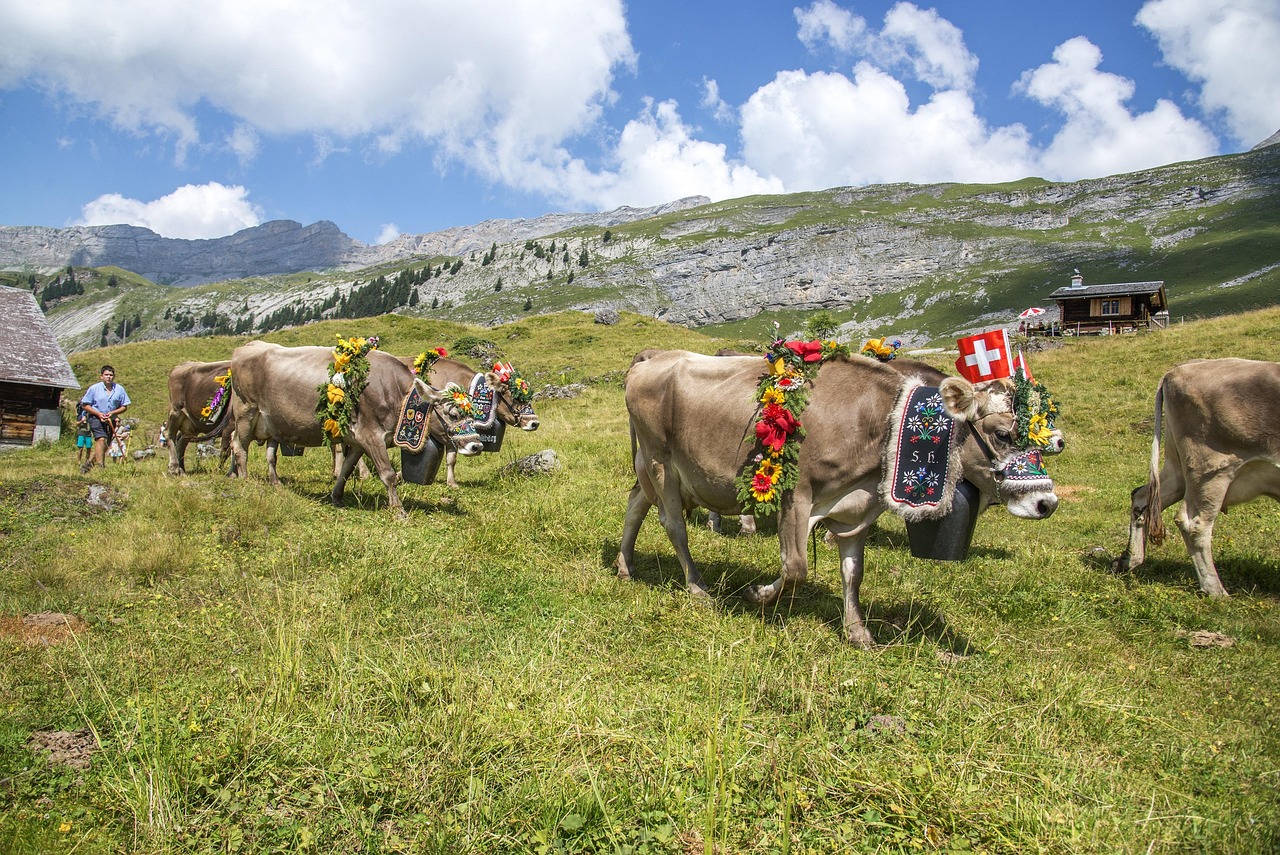 Descida das vacas no outono suíço, animais enfeitados de flores e grandes sinos desfilando por uma aldeia alpina