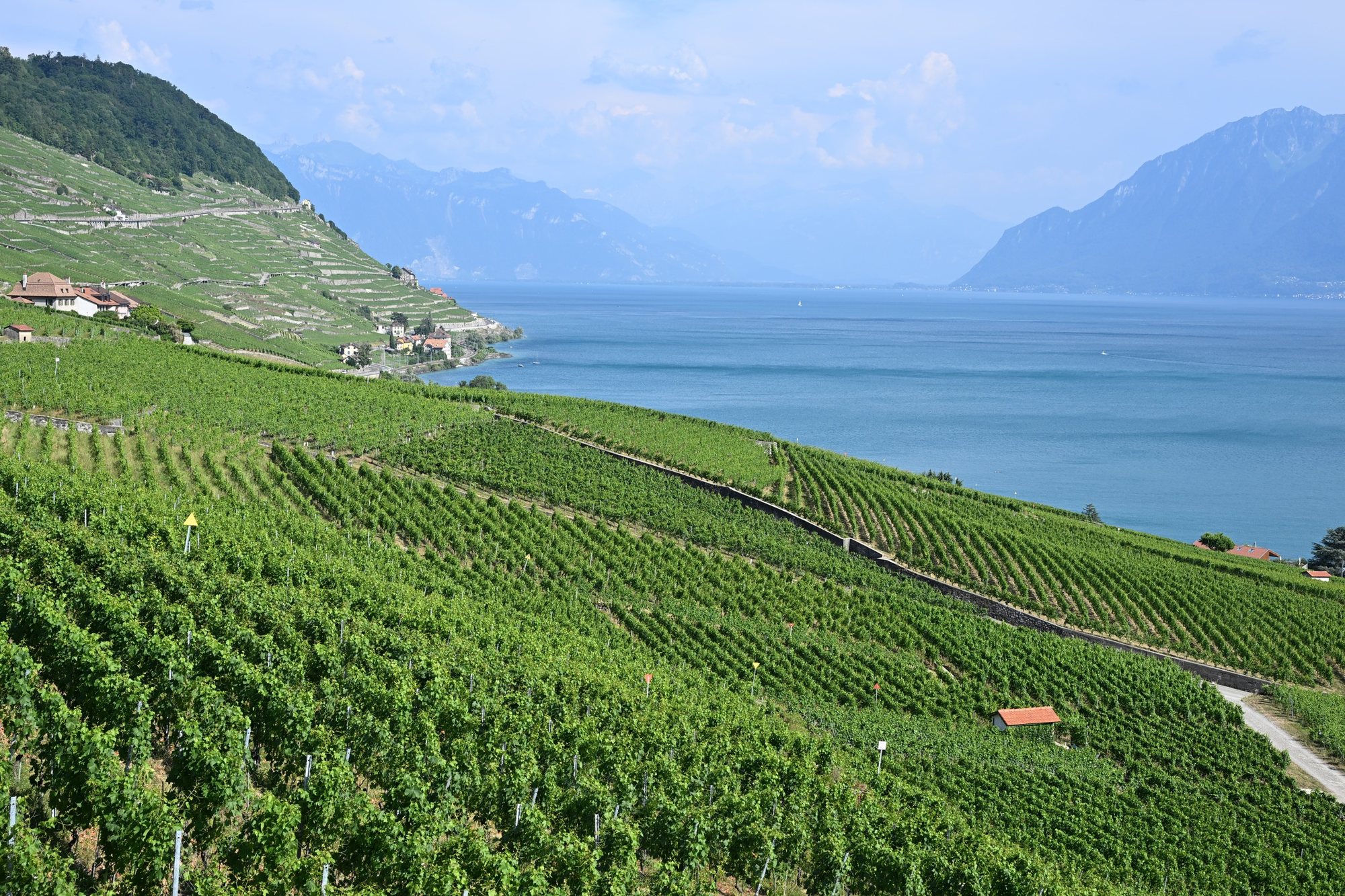 Vinhas em terraços de Lavaux com fileiras de videiras descendo em direção ao Lago Léman e às montanhas