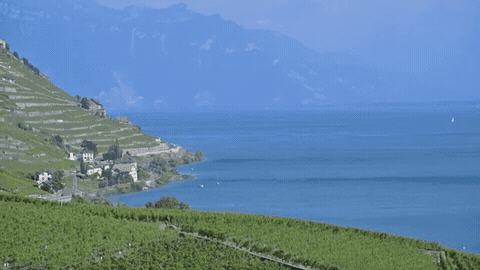 Animação dos vinhedos em terraços de Lavaux diante do Lago Léman