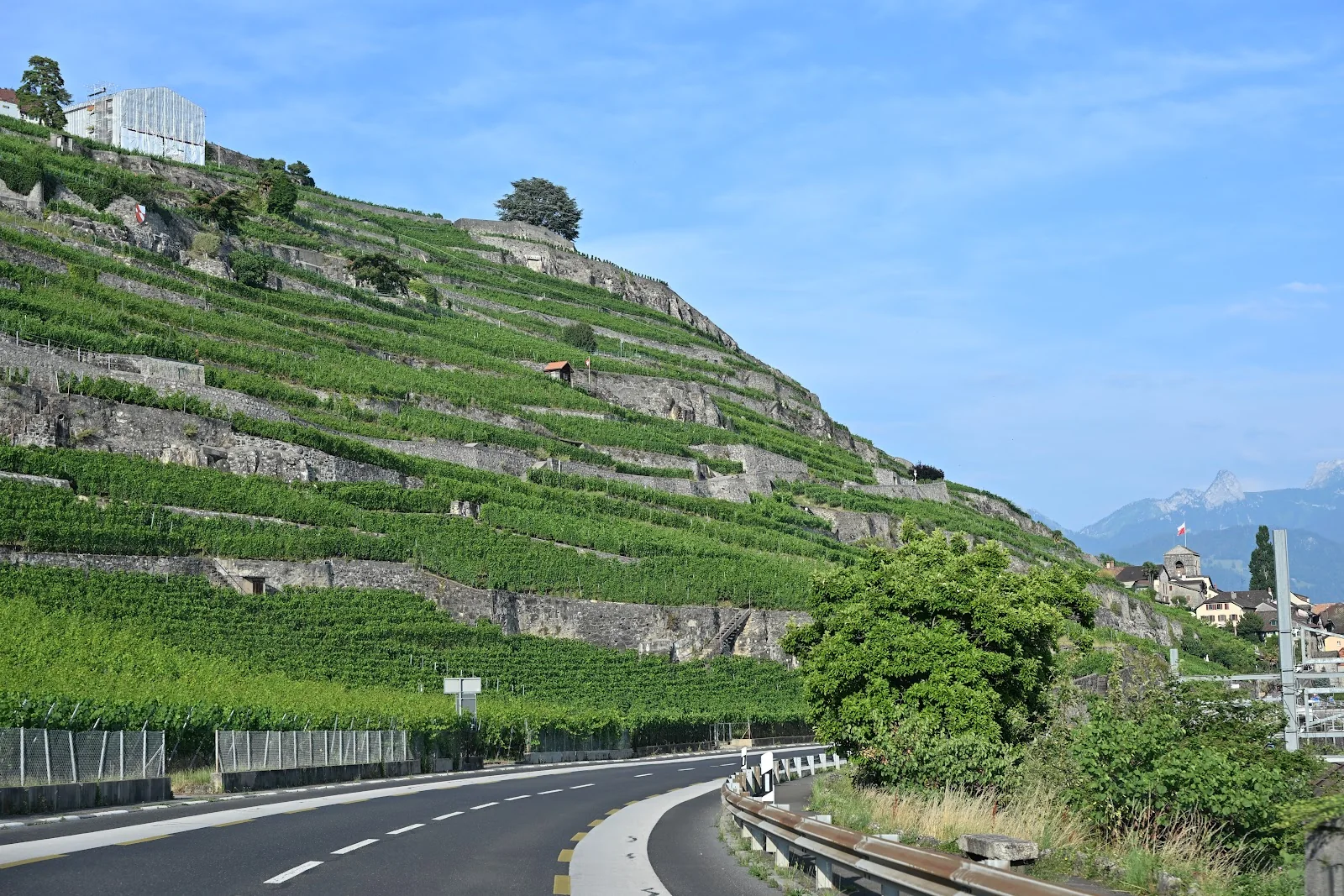 Fileiras de videiras nos terraços de Lavaux, separados por muros de pedra acima da estrada