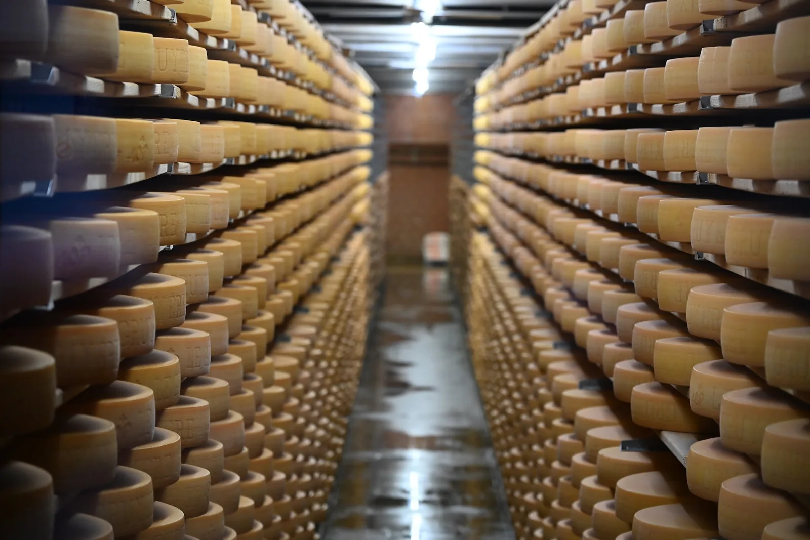 Rodas de queijo Gruyère em prateleiras de maturação