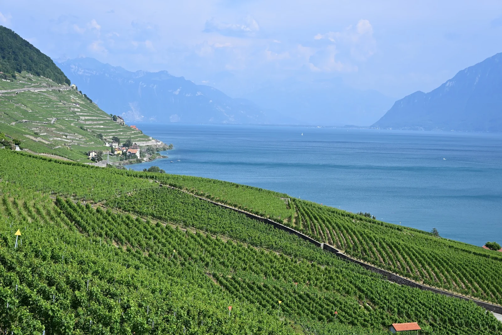 Vinhedos em terraços de Lavaux com o Lago Léman e montanhas ao fundo