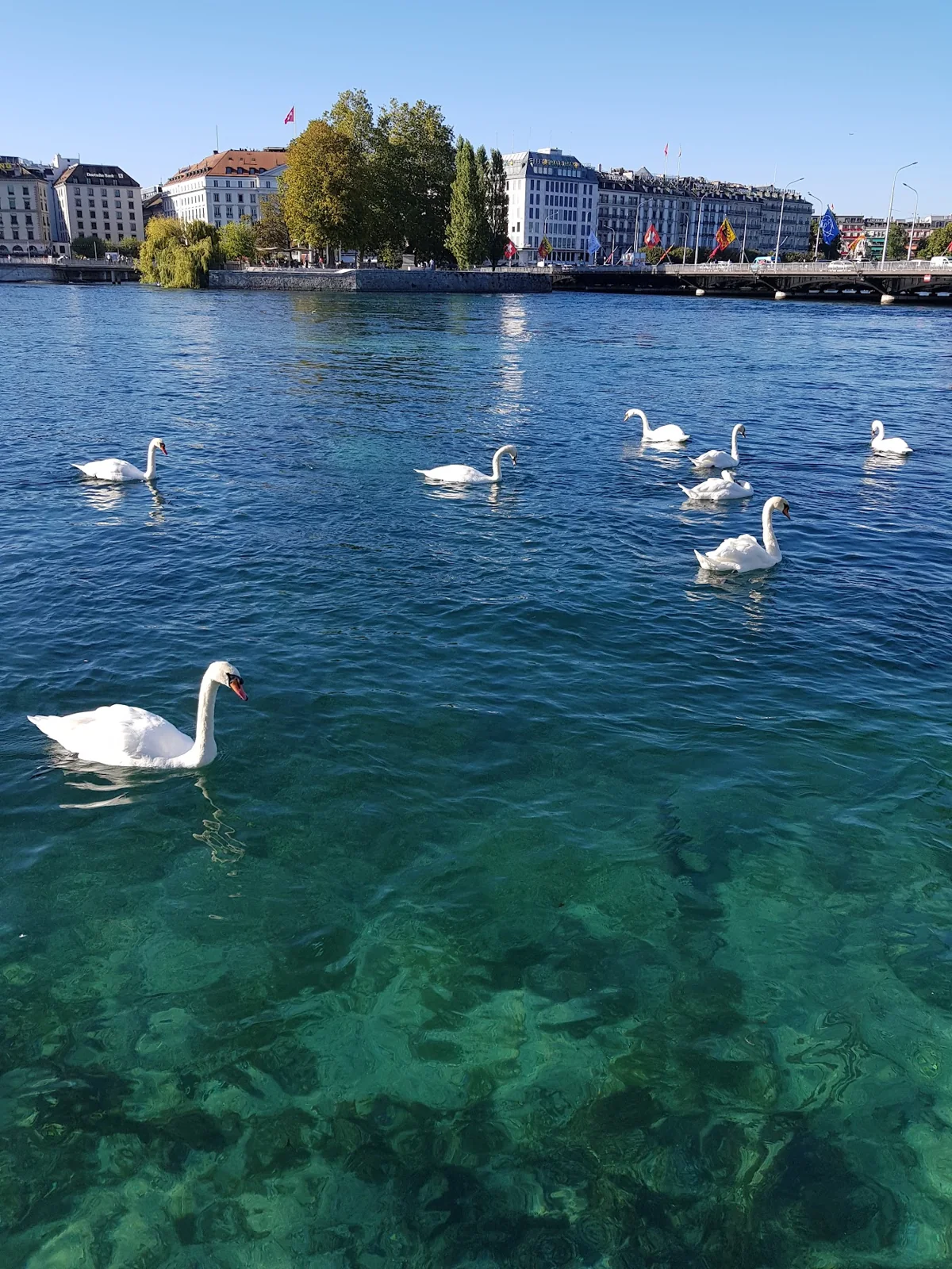 Cisnes nas águas do Ródano e fachadas do centro de Genebra