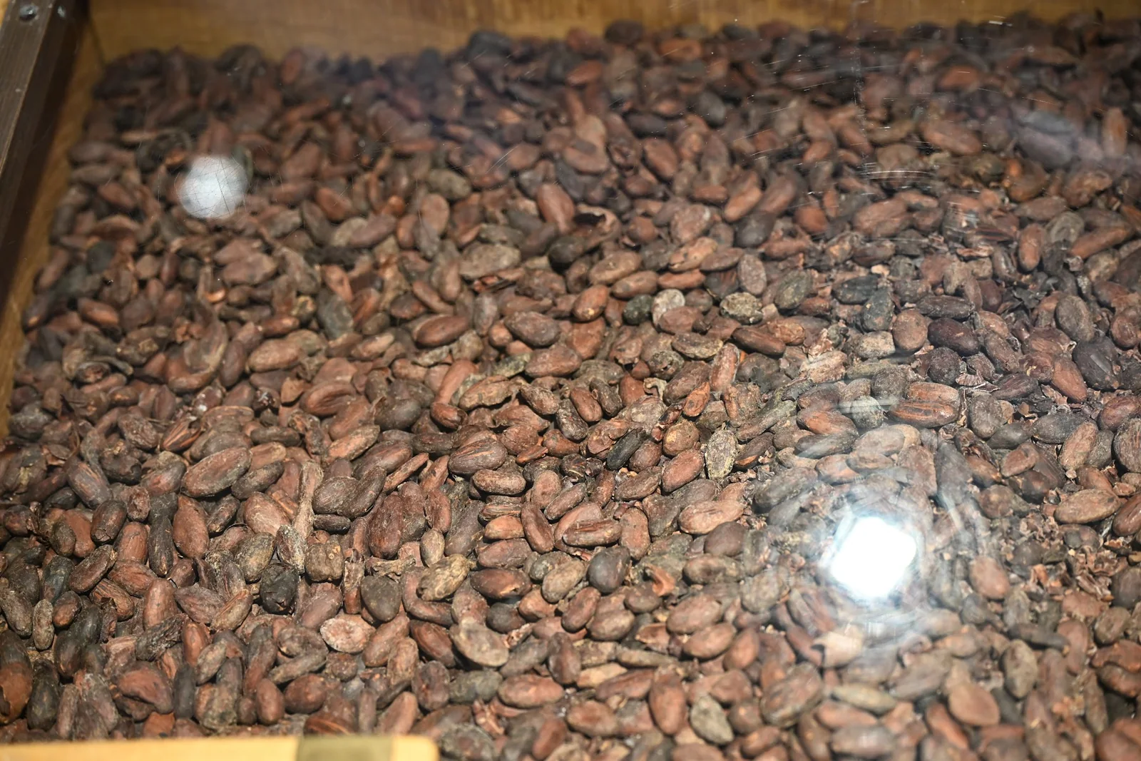 Grãos de cacau expostos na Maison Cailler, em Broc