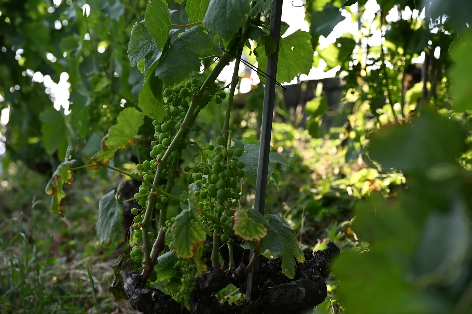 Cachos de uvas ainda verdes nas videiras de Lavaux