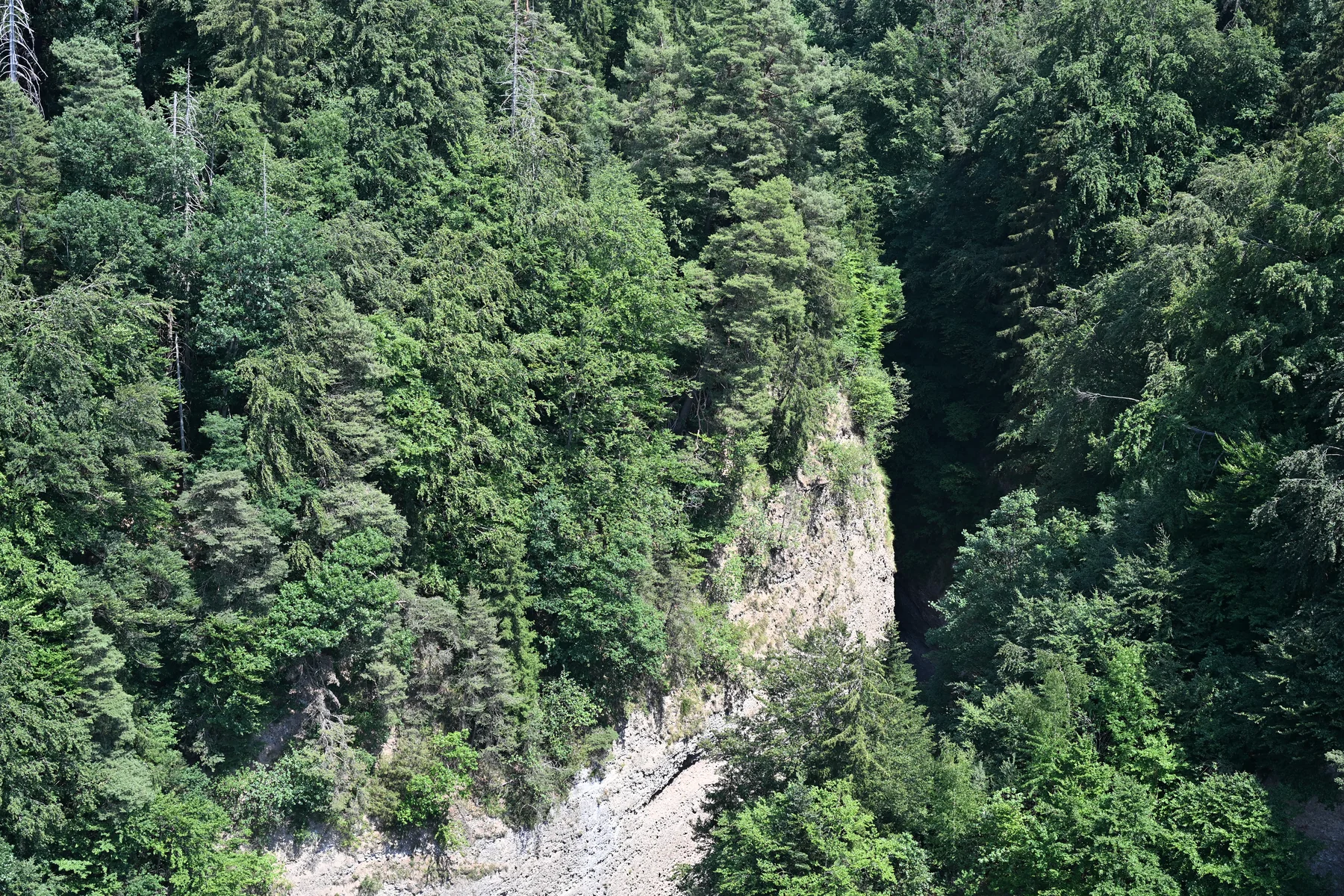 Detalhe das paredes rochosas e floresta da Gumischlucht